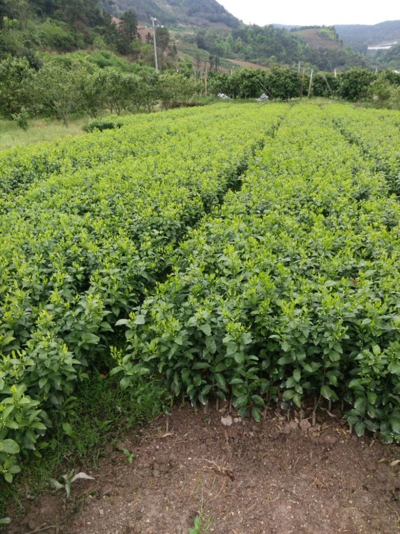 沙糖桔新苗（2年苗）杯苗产地直销价格优惠