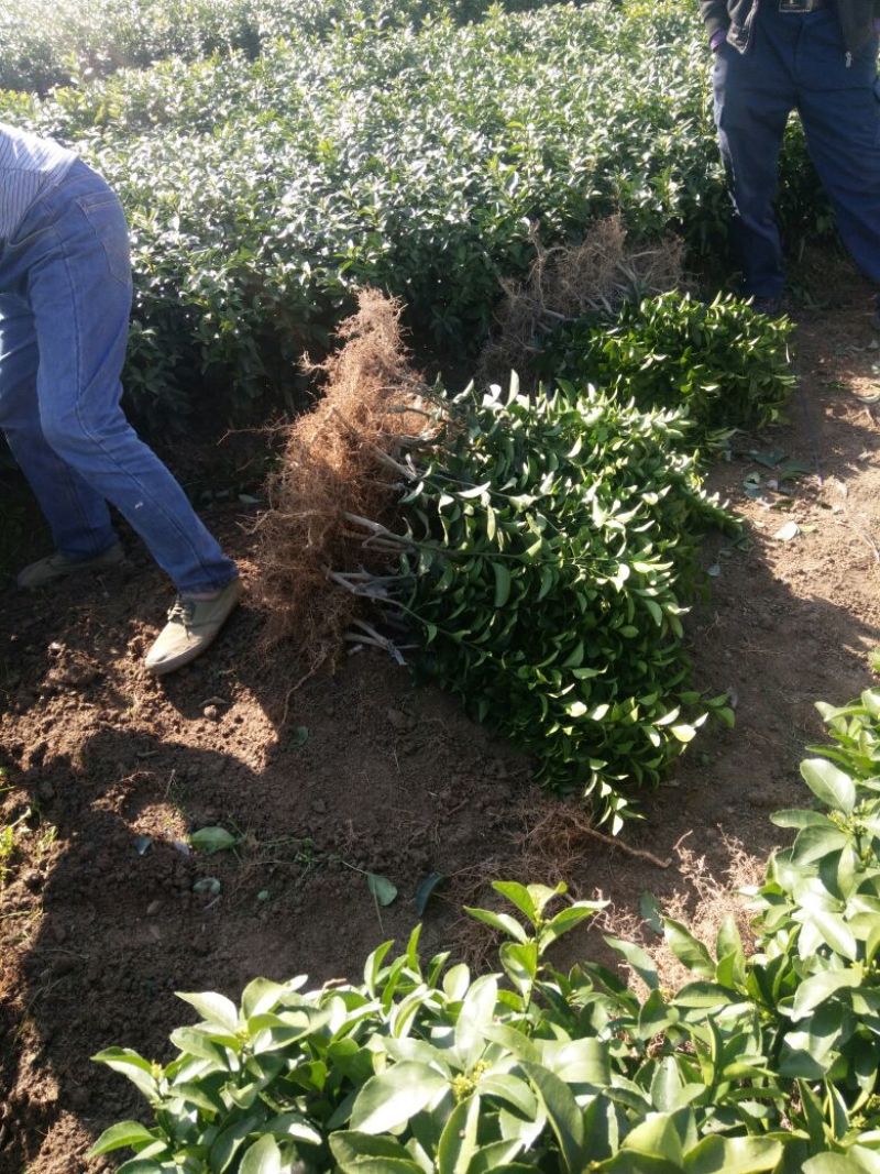 沙糖桔新苗（2年苗）杯苗产地直销价格优惠