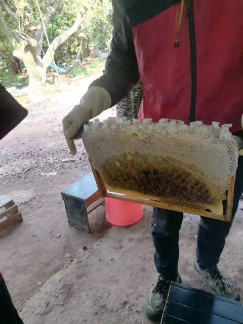 土蜂蜜1斤