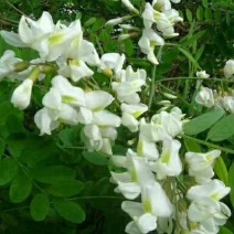 槐花洋槐花纯野生真空包装