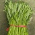 青梗子蕹菜30厘米以上