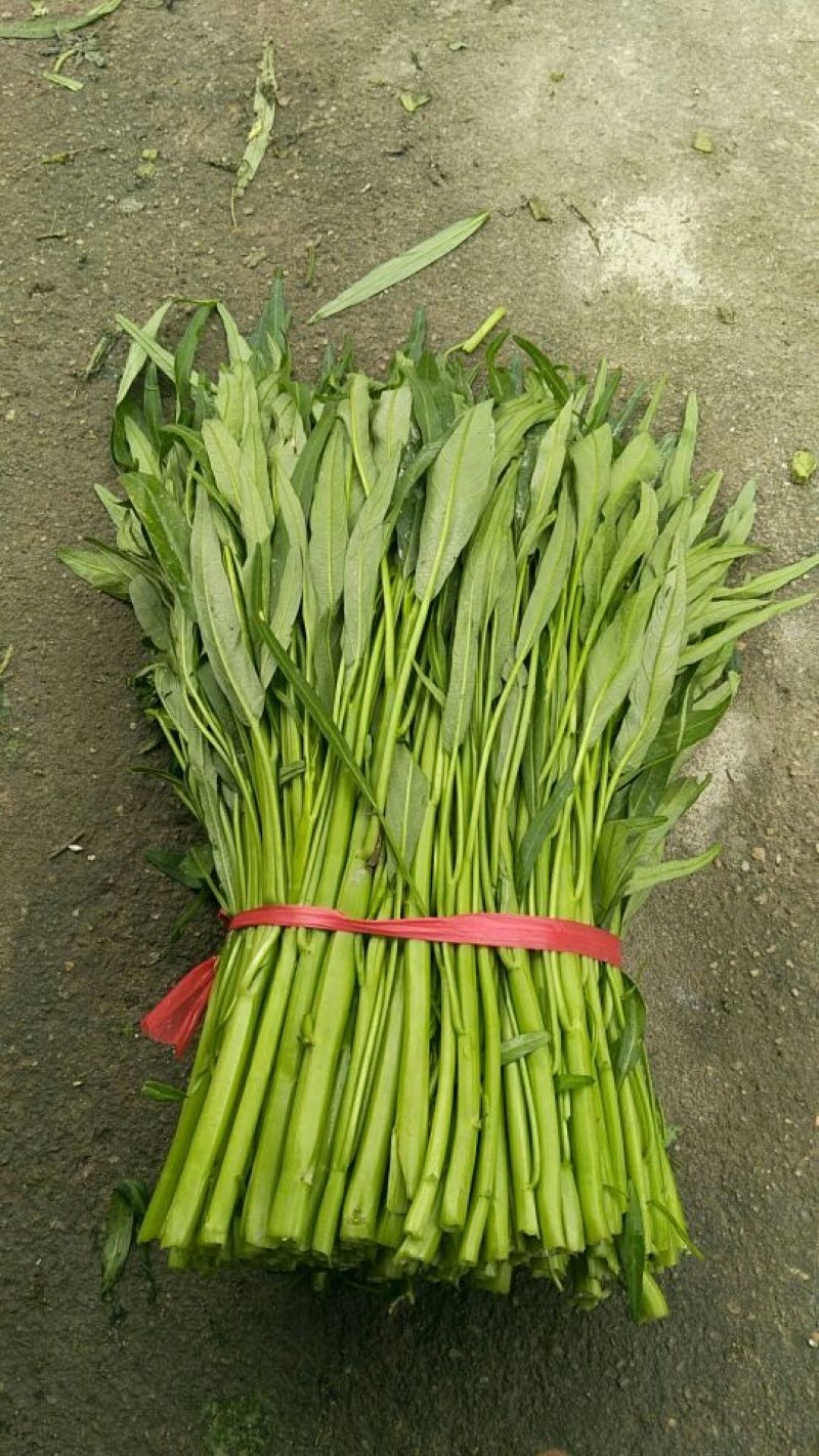青梗子蕹菜30厘米以上