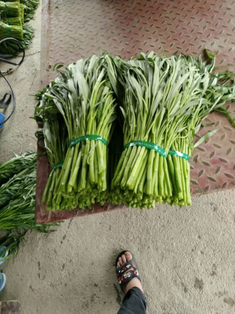 青梗子蕹菜30厘米以上