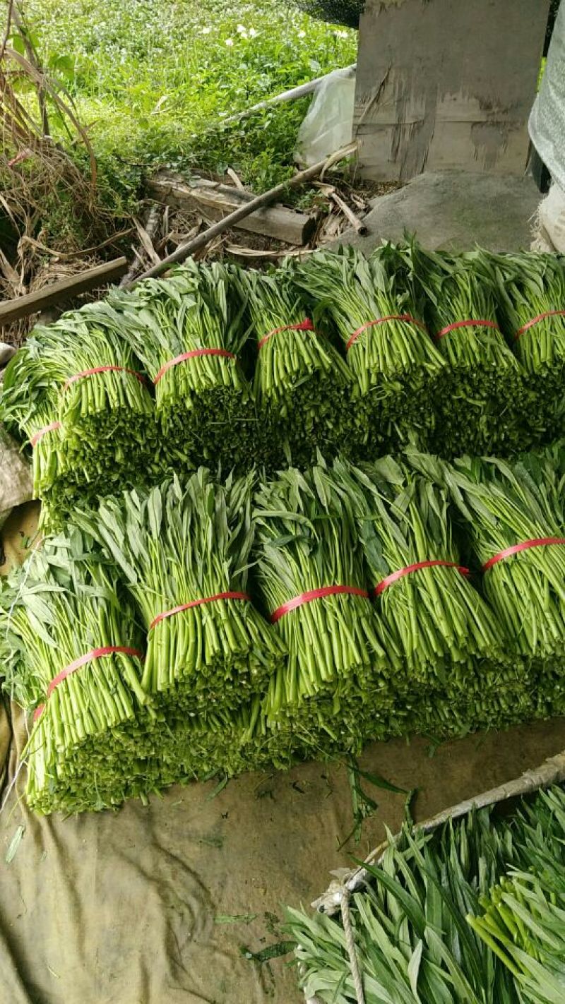 青梗子蕹菜30厘米以上