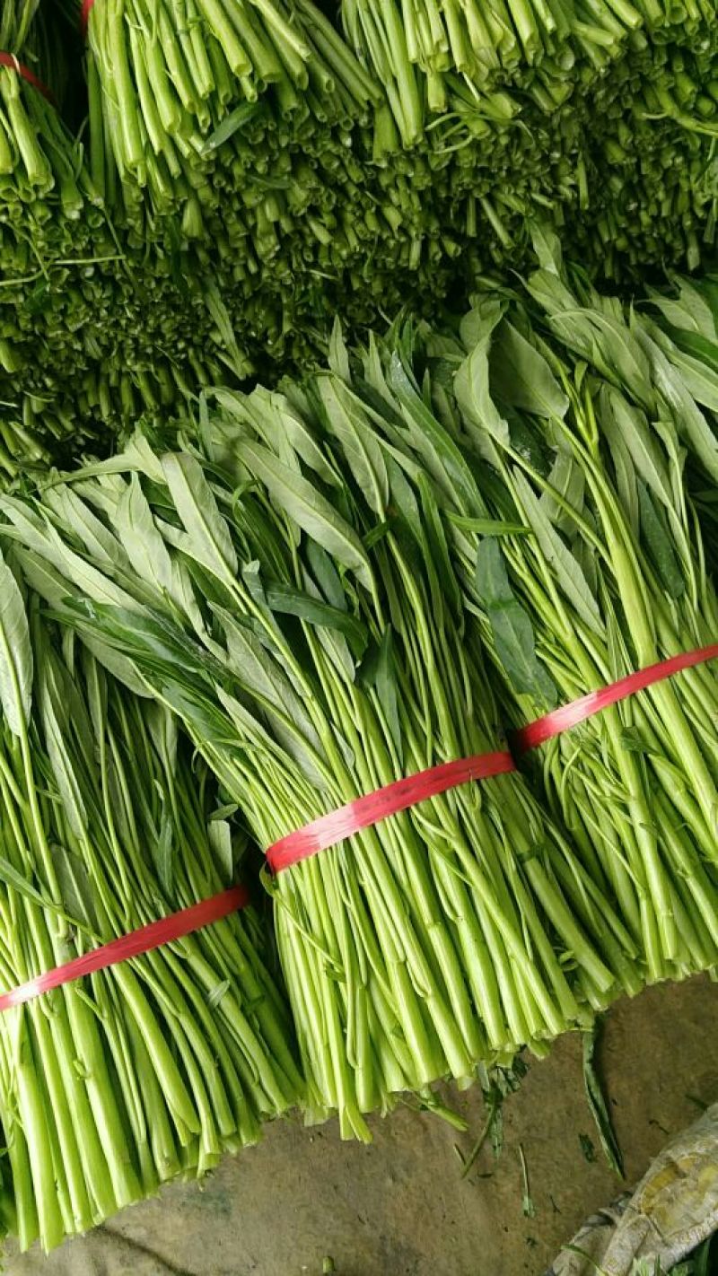 青梗子蕹菜30厘米以上