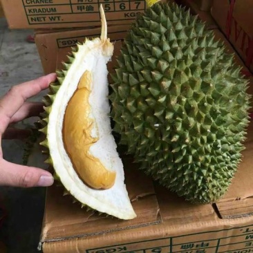 泰国拖曼尼榴莲产地直采发全国果型好口感香甜糯