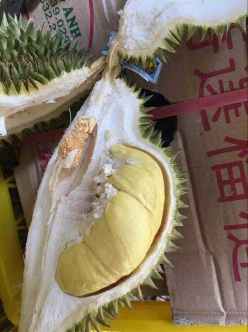 泰国拖曼尼榴莲产地直采发全国果型好口感香甜糯