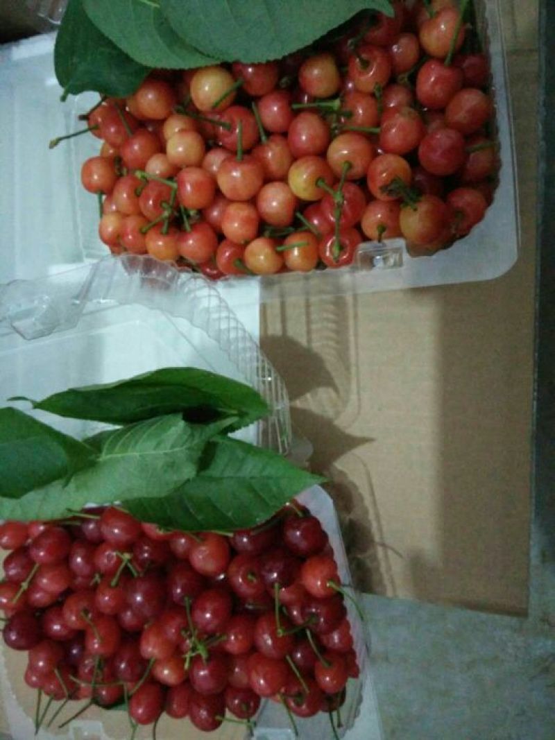玛瑙红樱桃10~15mm