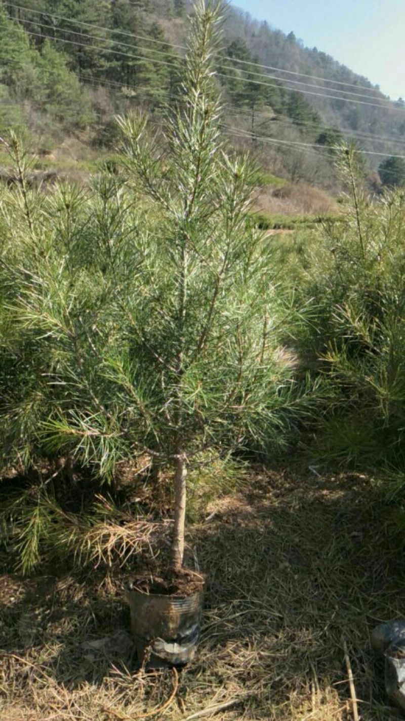 松树苗50~80cm