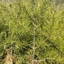 松树苗50~80cm