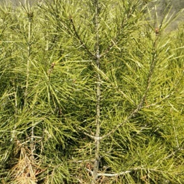 松树苗50~80cm