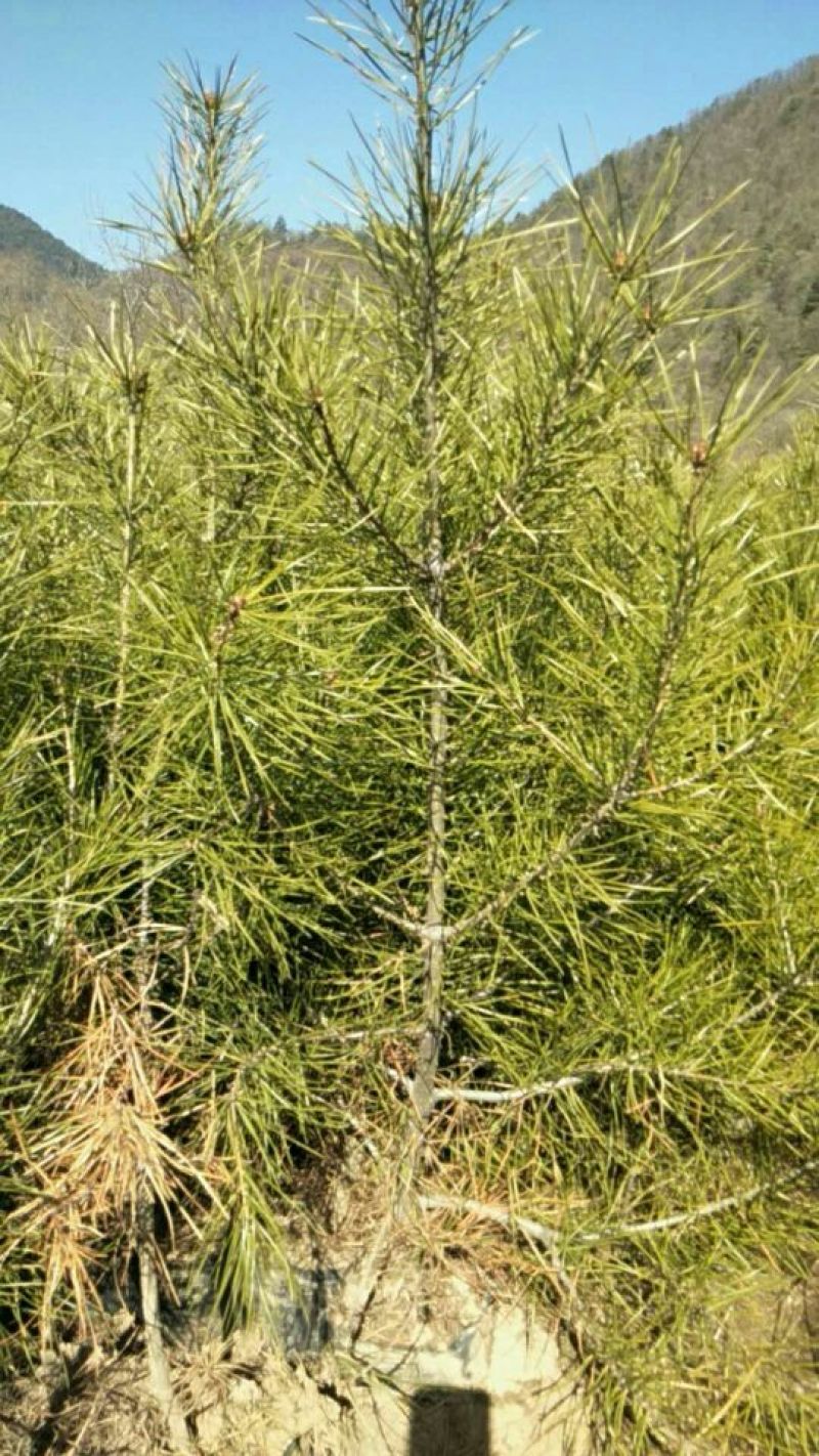 松树苗50~80cm