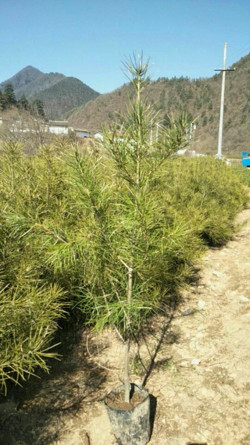 松树苗50~80cm