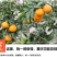 精品青见柑桔，果园现摘现发，保质保量可视频看货，承接电商