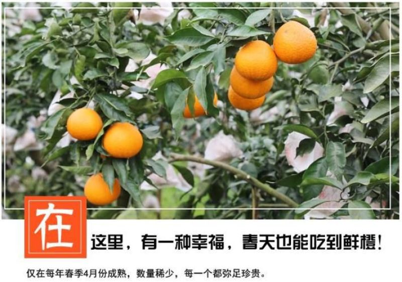 精品青见柑桔，果园现摘现发，保质保量可视频看货，承接电商