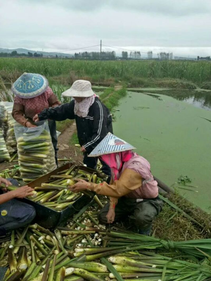 茭白带壳