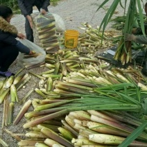 茭白带壳