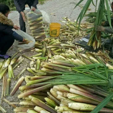 茭白带壳