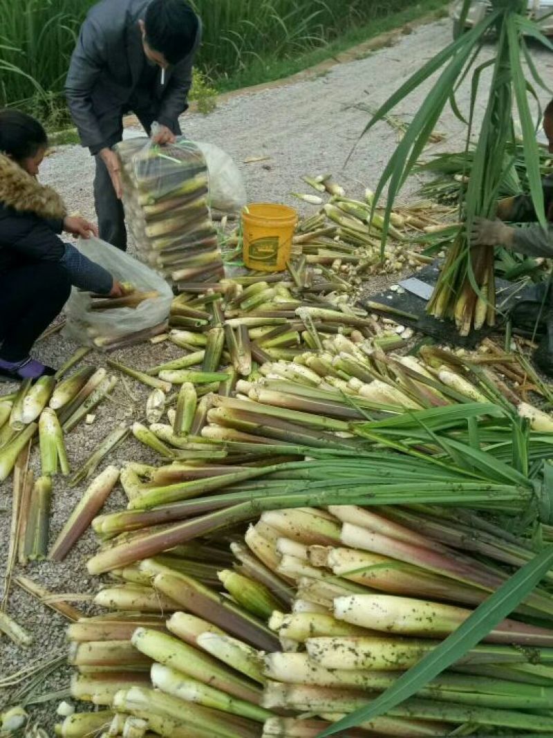 茭白带壳