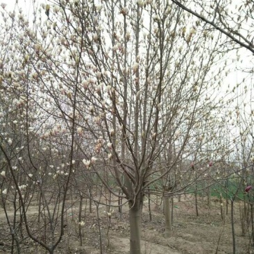 玉兰树8~10cm