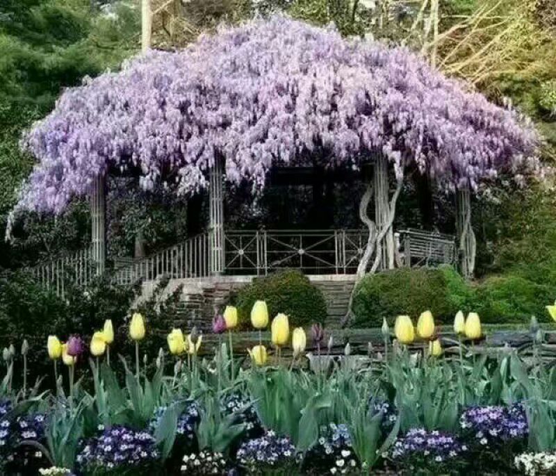 紫藤紫藤桩
