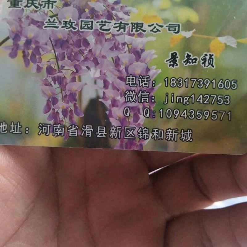紫藤紫藤桩