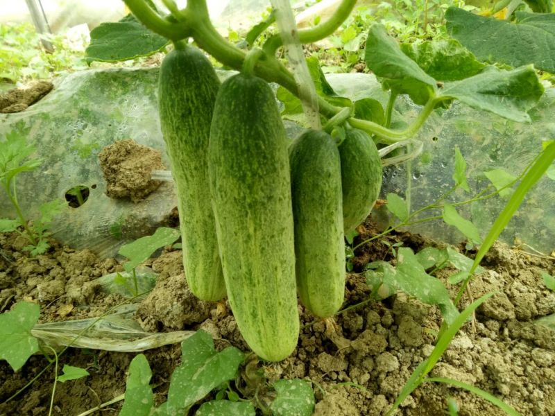 旱黄瓜22~25公分干花带刺
