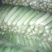 旱黄瓜22~25公分干花带刺