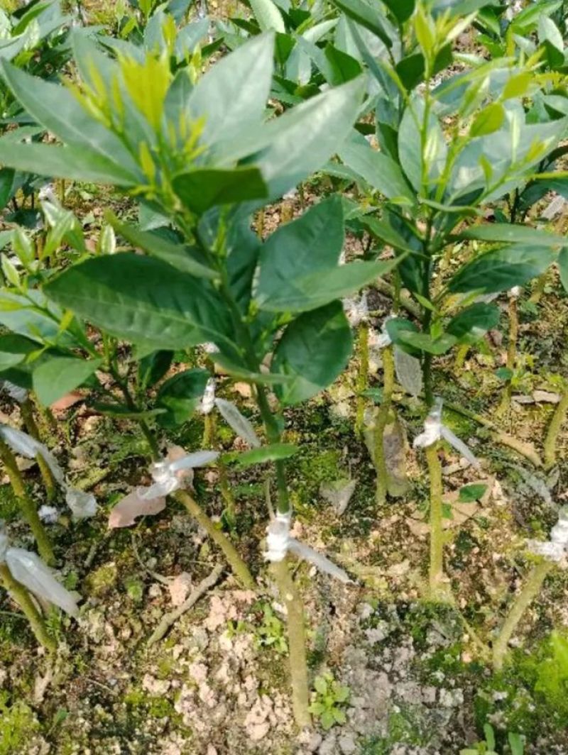 沃柑苗嫁接正品