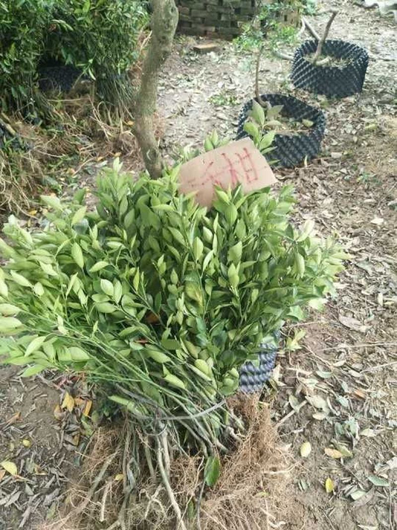 沃柑苗嫁接正品