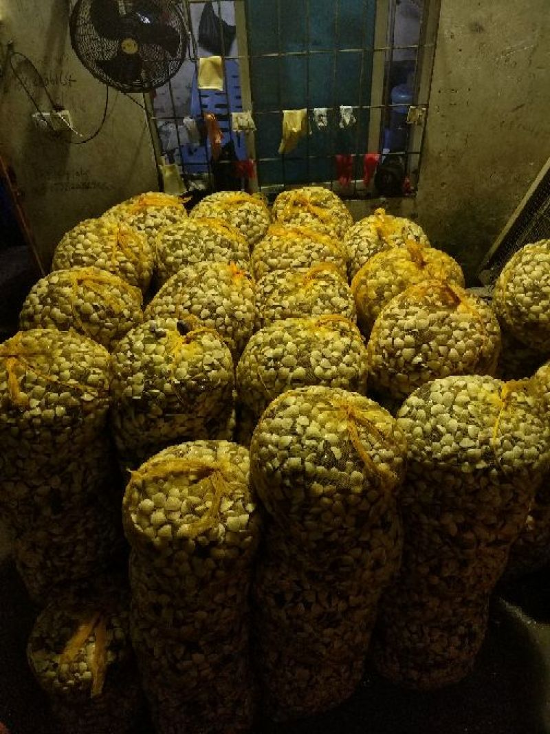 白螺，白贝，食用鲜活场地直销