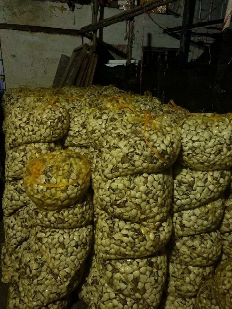 白螺，白贝，食用鲜活场地直销