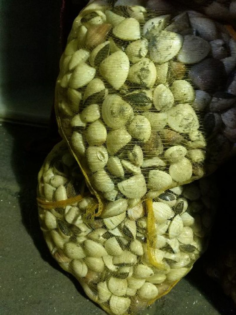 白螺，白贝，食用鲜活场地直销