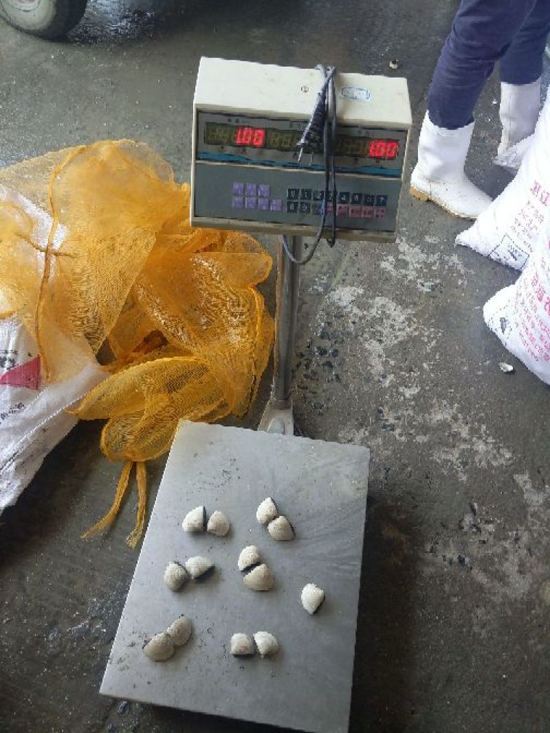 白螺，白贝，食用鲜活场地直销
