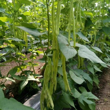 芸豆20cm以上
