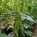芸豆20cm以上