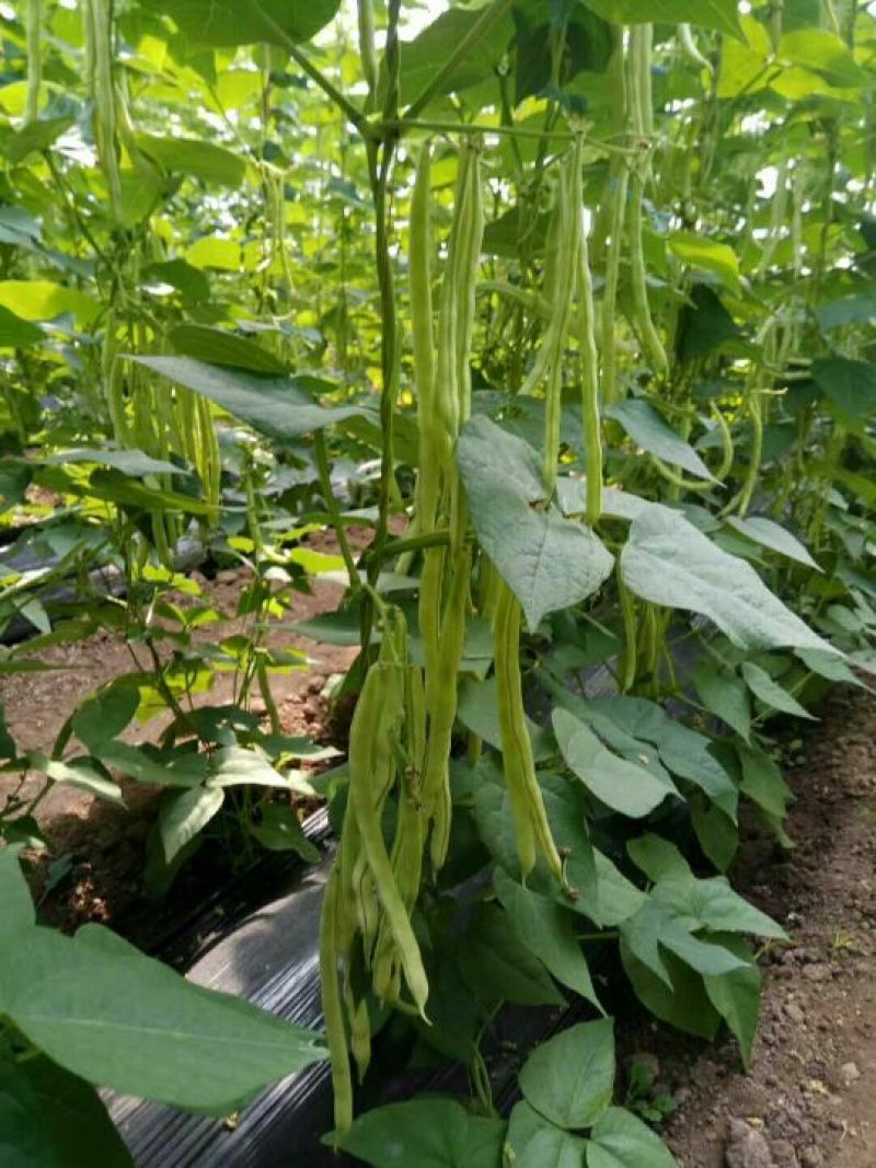 芸豆20cm以上