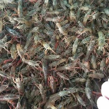 虾苗人工养殖种苗
