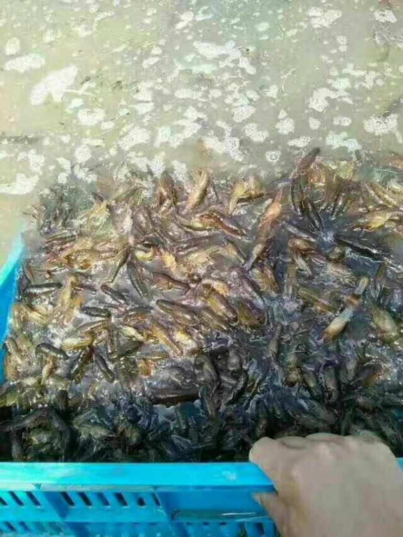 虾苗人工养殖种苗