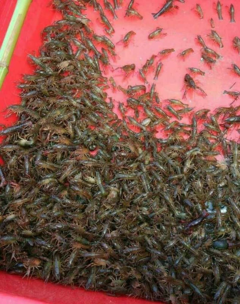 虾苗人工养殖种苗