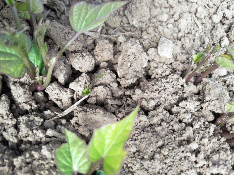 红薯苗豫薯13高产高淀粉脱毒红薯苗