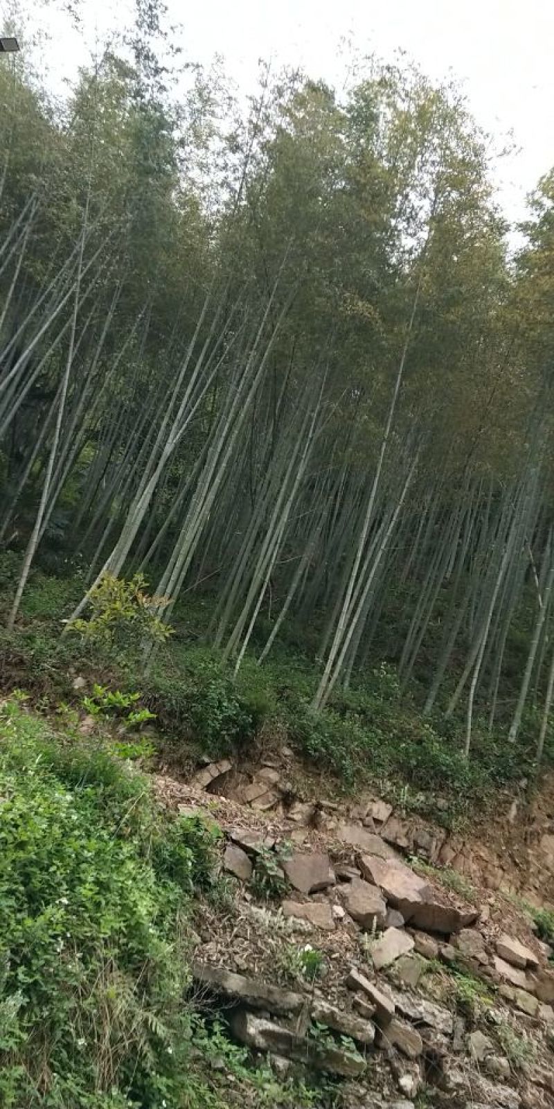 竹子2~3m