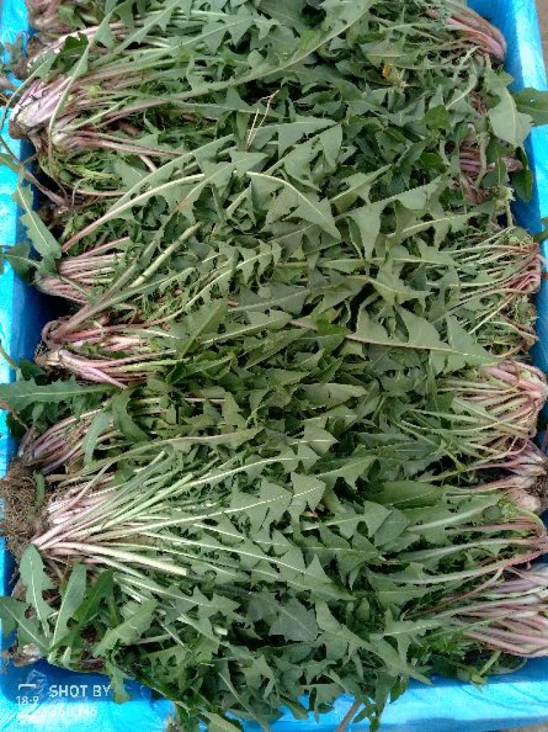 蒲公英20公分以上，长年有货！质量保证！