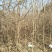 四川三台银杏树地径1-10公分