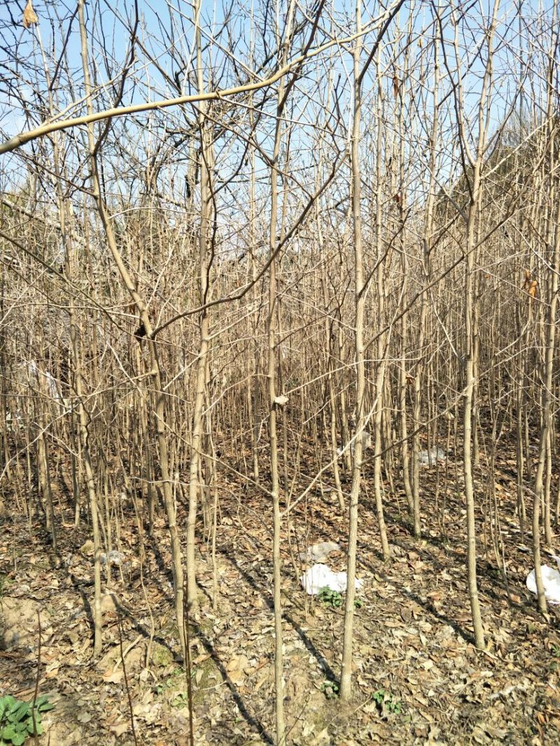 四川三台银杏树地径1-10公分