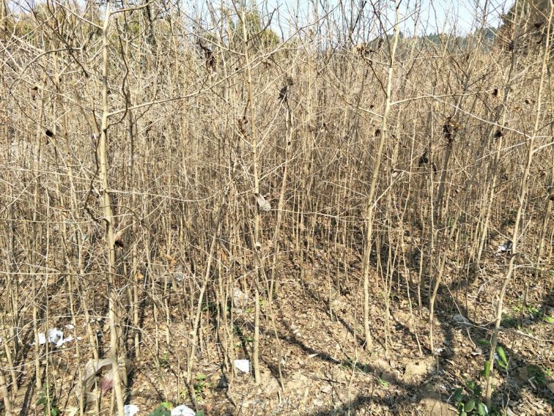 四川三台银杏树地径1-10公分