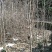 四川三台银杏树地径1-10公分