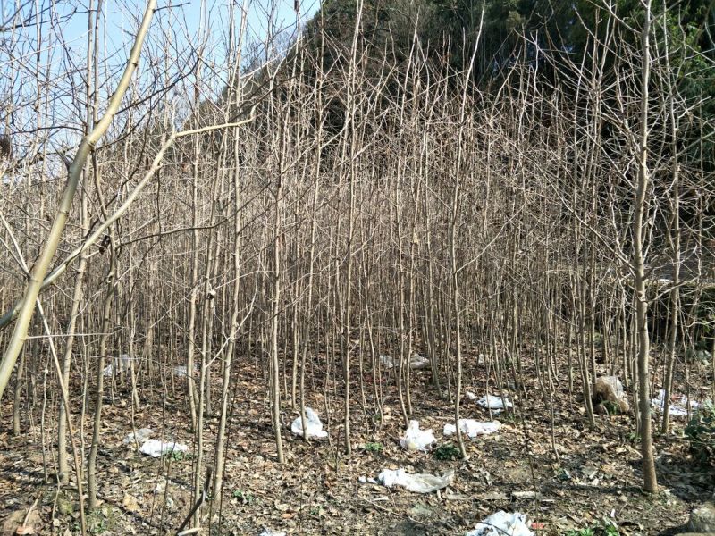 四川三台银杏树地径1-10公分