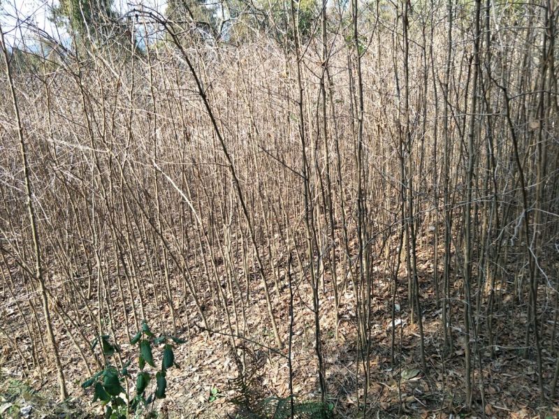 四川三台银杏树地径1-10公分