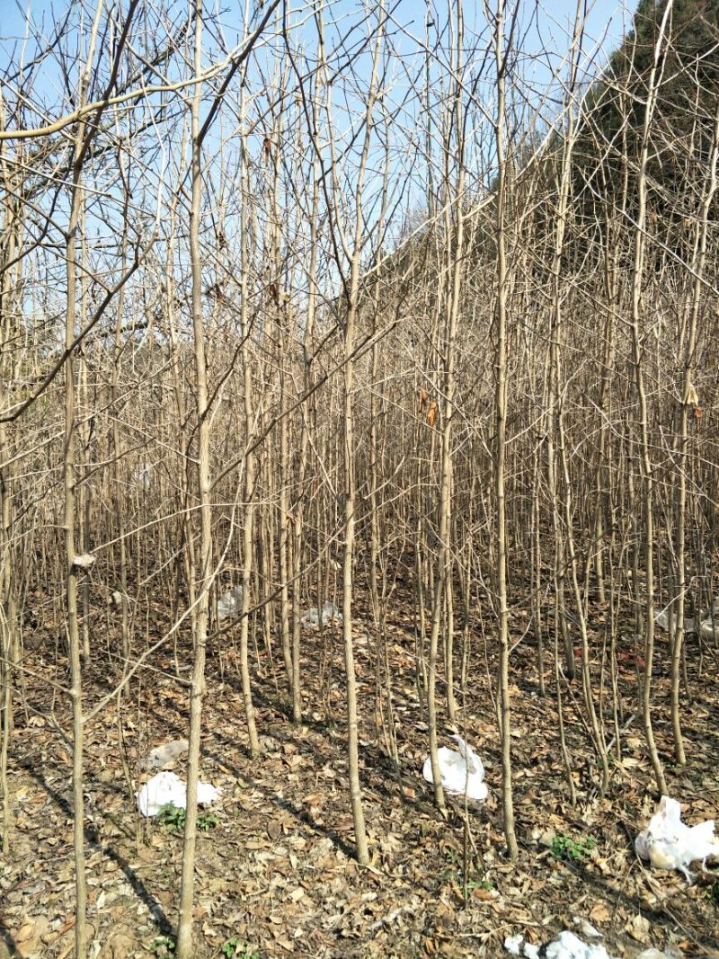 四川三台银杏树地径1-10公分
